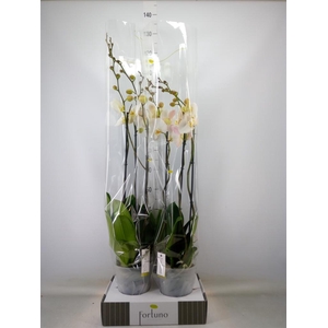 Phalaenopsis   ...white
