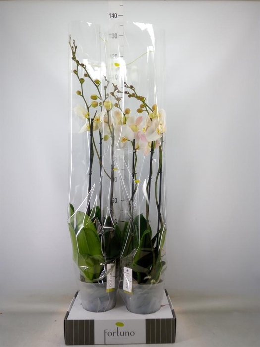 <h4>Phalaenopsis   ...white</h4>