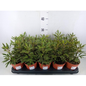 Dizygotheca eleg. 'Bianca'