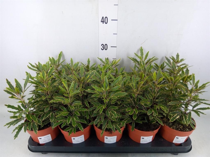 <h4>Dizygotheca eleg. 'Bianca'</h4>