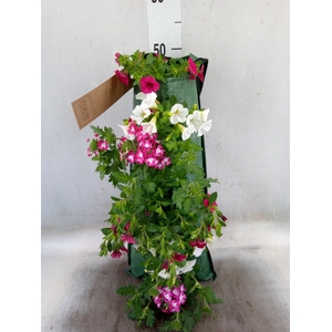Petunia  'Surfinia'   ...