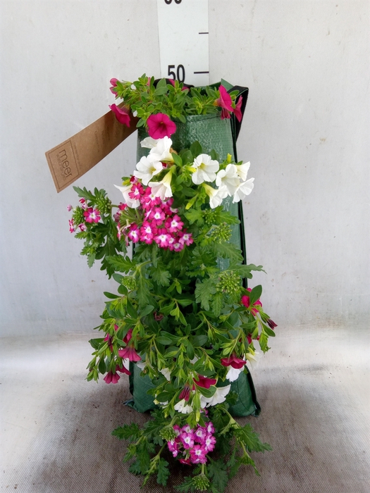 <h4>Petunia  'Surfinia'   ...</h4>