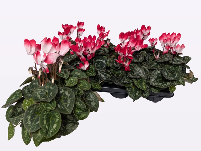 <h4>CYCL MD INDIAKA</h4>