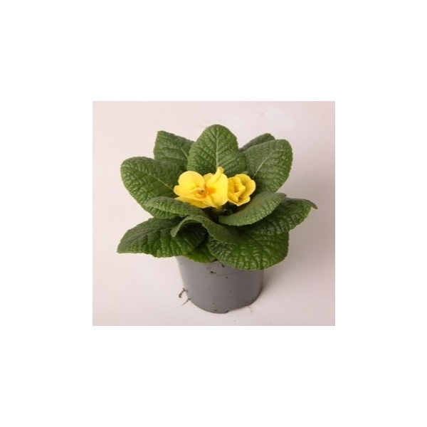 <h4>Primula ac. 'Cairo Cream Yellow'</h4>