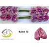 Anth. andr. 'Kaleo' x10