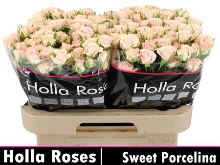 <h4>R Tr Sweet Porcelina</h4>