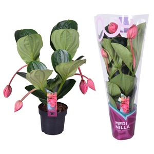 Medinella Flamenco 4 Buds