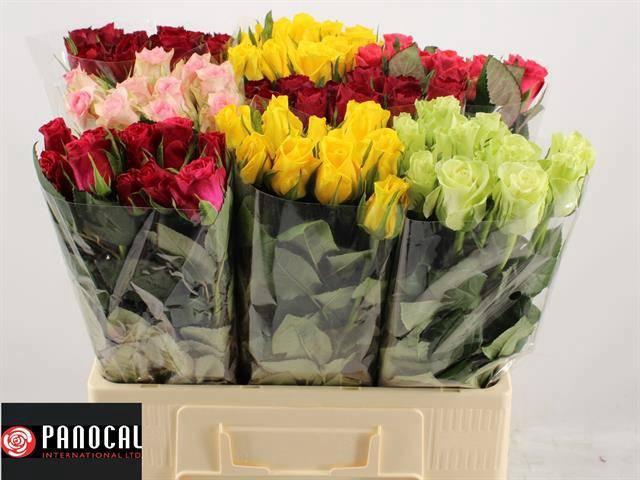 <h4>R GR GEM IN FUST</h4>