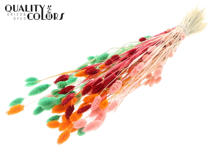 <h4>Phalaris per bunch Fluor Sorbet</h4>