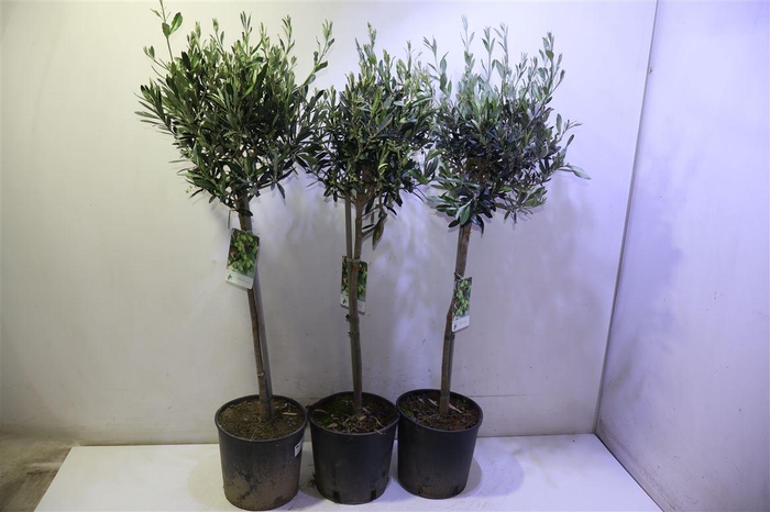 <h4>arr8 Olea Europaea</h4>