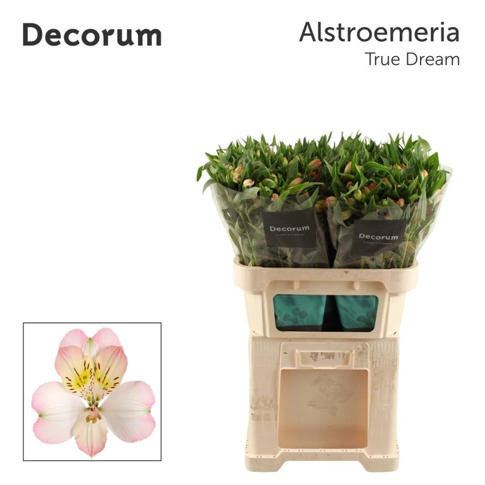 <h4>Alstroemeria True Dream</h4>