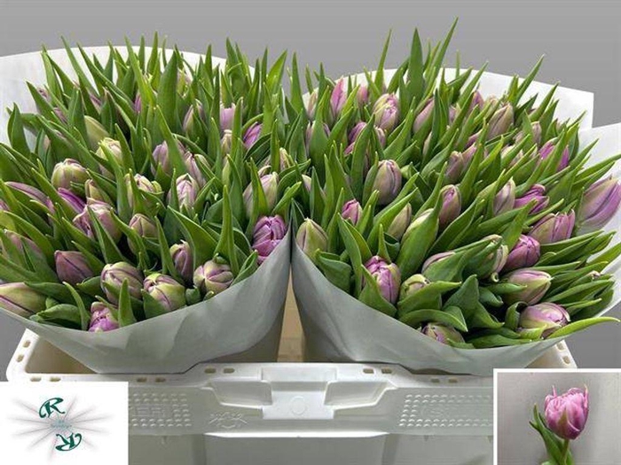 <h4>Tulipa do double price</h4>