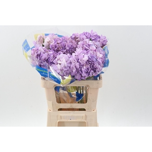Hydr Light Lilac