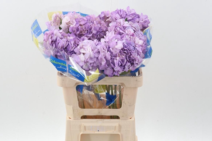 <h4>Hydr Light Lilac</h4>