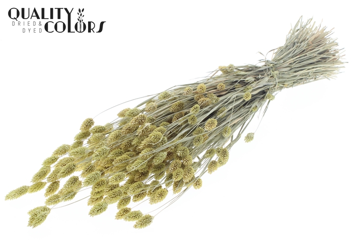 <h4>Phalaris per bunch Frosted Light Yellow</h4>
