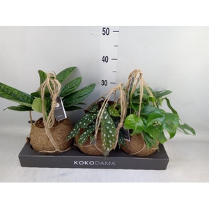 Planten Groen   ...mix  3