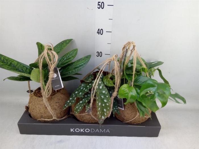 <h4>Planten Groen ...mix 3</h4>