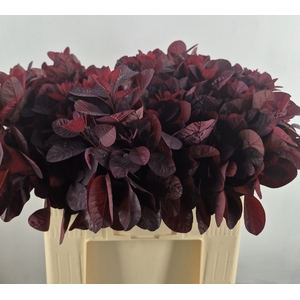 COTI C ROYAL PURPLE