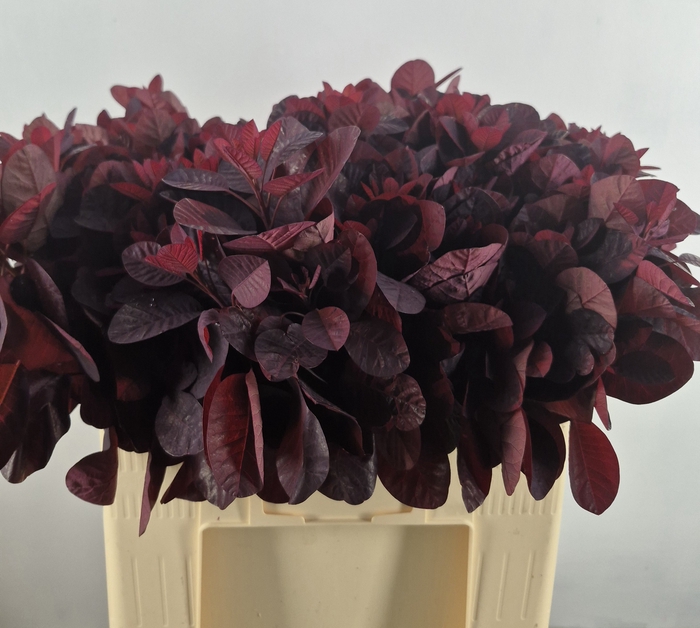 <h4>COTI C ROYAL PURPLE</h4>