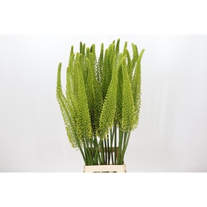 Eremurus Bolero