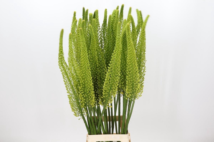 <h4>Eremurus Bolero</h4>