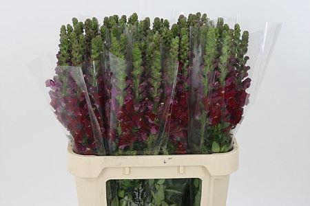 <h4>Antir Mary Red It.</h4>