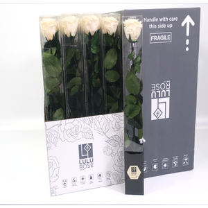 Rosa Preserved Stem 50cm Fancy Cream