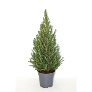 Picea glauca Conica 'December' 80-90 cm pot 21