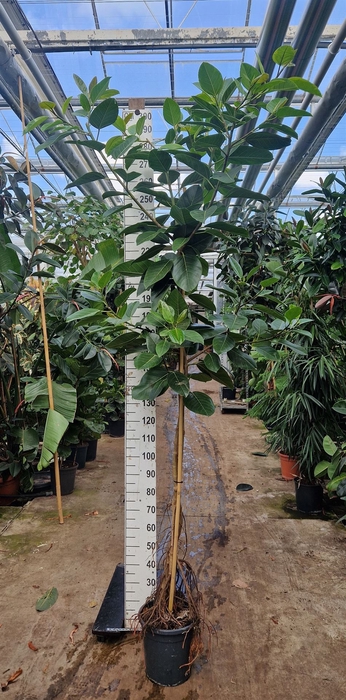 <h4>Ficus altissima</h4>