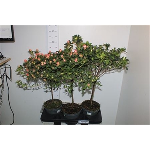 Rhodo Si Ov Stam