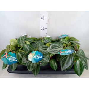 Peperomia