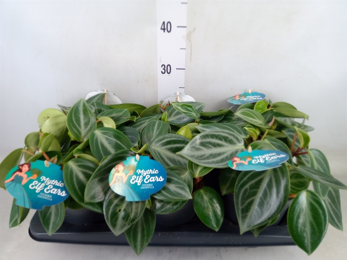 <h4>Peperomia</h4>