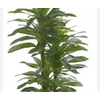 FOLHAGEM DRACENA VERDE