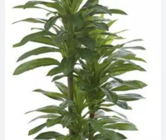FOLHAGEM DRACENA VERDE