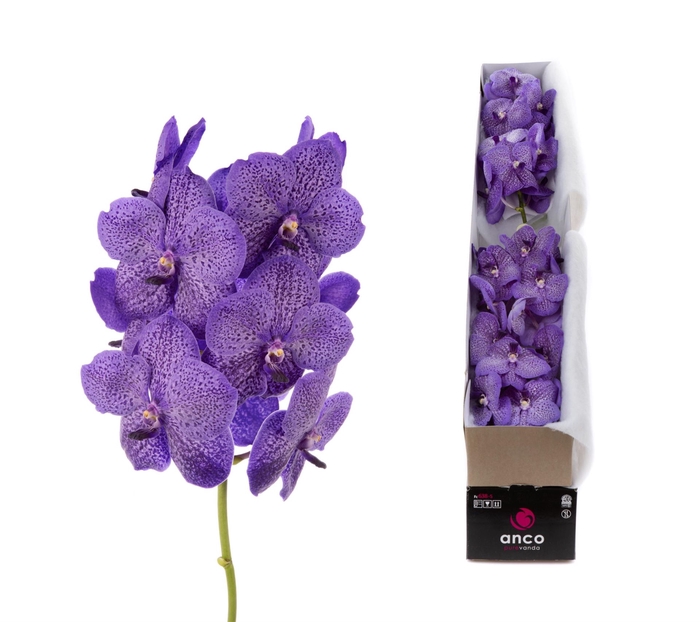 <h4>Vanda  'Sunanda Lavender Sprinkles'</h4>