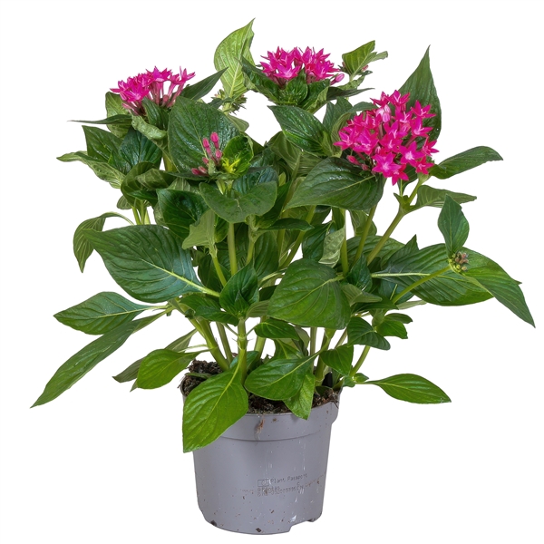 <h4>Starcluster Donker roze</h4>