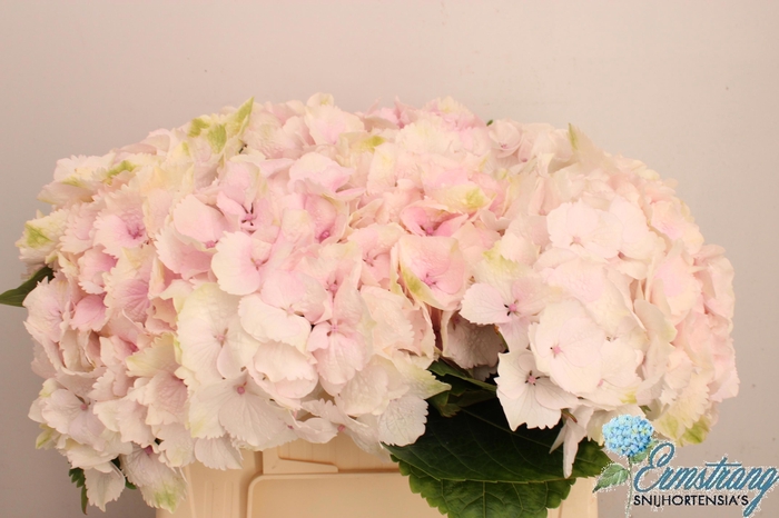 <h4>HYDR M MAG EMERALD</h4>