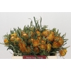 Banksia Dryandra