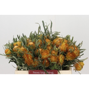Banksia Dryandra