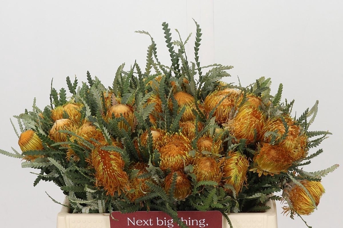 <h4>Banksia Dryandra</h4>
