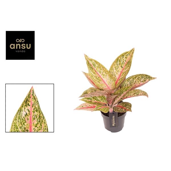 <h4>Aglaonema Romance Red</h4>