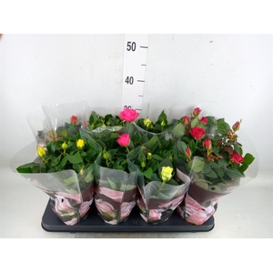 Rosa  'Patio-Hit'   ...mix 5