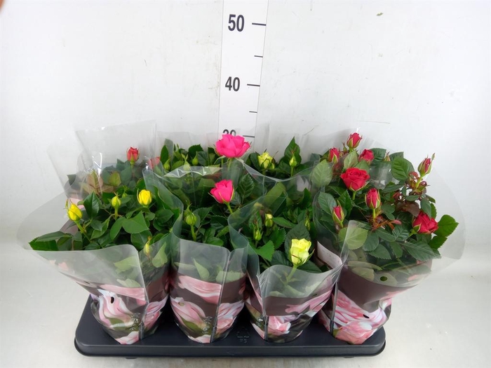 <h4>Rosa  'Patio-Hit'   ...mix 5</h4>