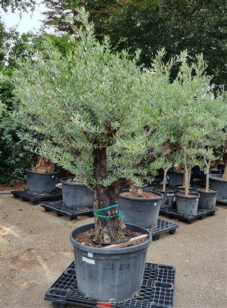 <h4>Olea Europaea Op Stam Vertakt P80 H240 Nr7</h4>