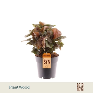 Syngonium