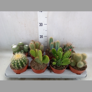 Cactus   ...mix