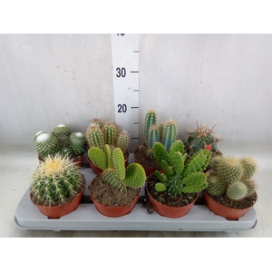 Cactus   ...mix