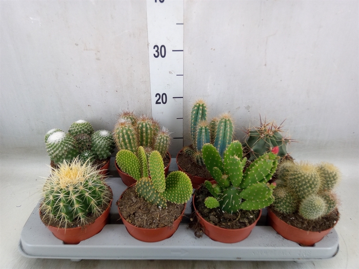 <h4>Cactus   ...mix</h4>