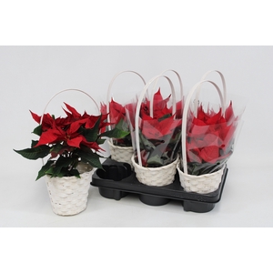 EUPHOR PULCHERRIM OV