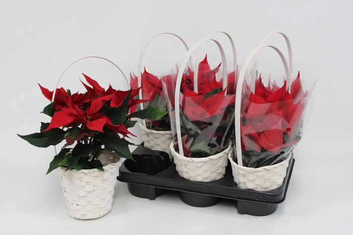 <h4>EUPHOR PULCHERRIM OV</h4>